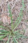 Scorzoneroides autumnalis