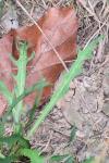 Scorzoneroides autumnalis