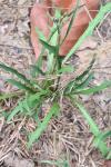 Scorzoneroides autumnalis