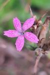Dianthus armeria