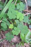 Oxalis stricta
