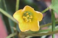 Oxalis stricta