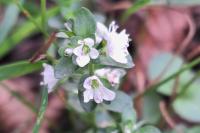 Veronica serpyllifolia