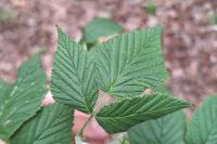 Rubus idaeus