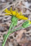 Hieracium laevigatum