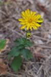 Hieracium laevigatum