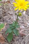 Hieracium laevigatum