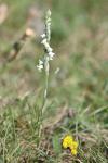 Spiranthes spiralis