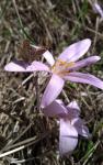 Colchicum autumnale