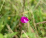 Lathyrus hirsutus