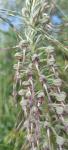 Himantoglossum hircinum