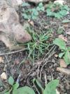 Cyperus fuscus