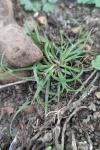 Cyperus fuscus