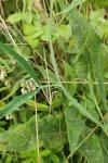Lathyrus hirsutus