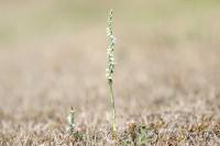 Spiranthes spiralis
