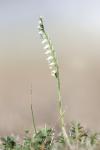 Spiranthes spiralis