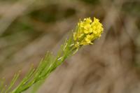Barbarea vulgaris
