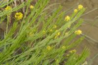 Barbarea vulgaris