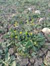 Ranunculus sceleratus