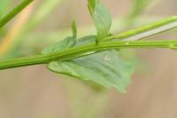 Barbarea vulgaris