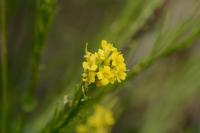 Barbarea vulgaris
