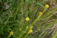 Barbarea vulgaris