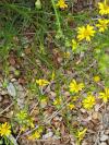 Senecio inaequidens