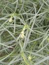 Senecio inaequidens