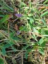 Lathyrus latifolius