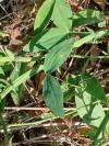 Lathyrus latifolius