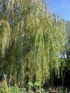 Salix x sepulcralis