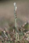 Spiranthes spiralis