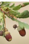 Quercus robur