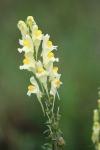 Linaria vulgaris