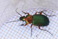 Chlaenius nigricornis