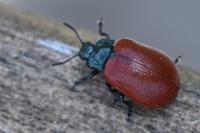Chrysomela tremula