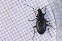 Agonum