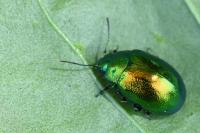 Chrysolina graminis