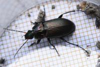 Poecilus cupreus