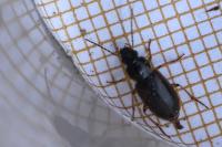 Stenolophus mixtus