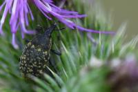 Larinus turbinatus