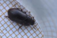 Alphitobius diaperinus