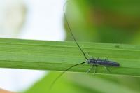 Calamobius filum