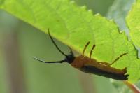 Oberea oculata