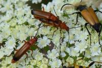 Rhagonycha fulva