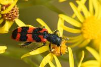 Trichodes alvearius