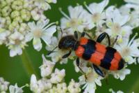 Trichodes apiarius