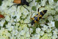 Rutpela maculata