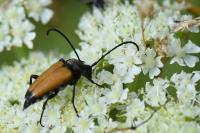 Stictoleptura fulva