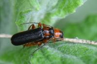 Cantharis flavilabris